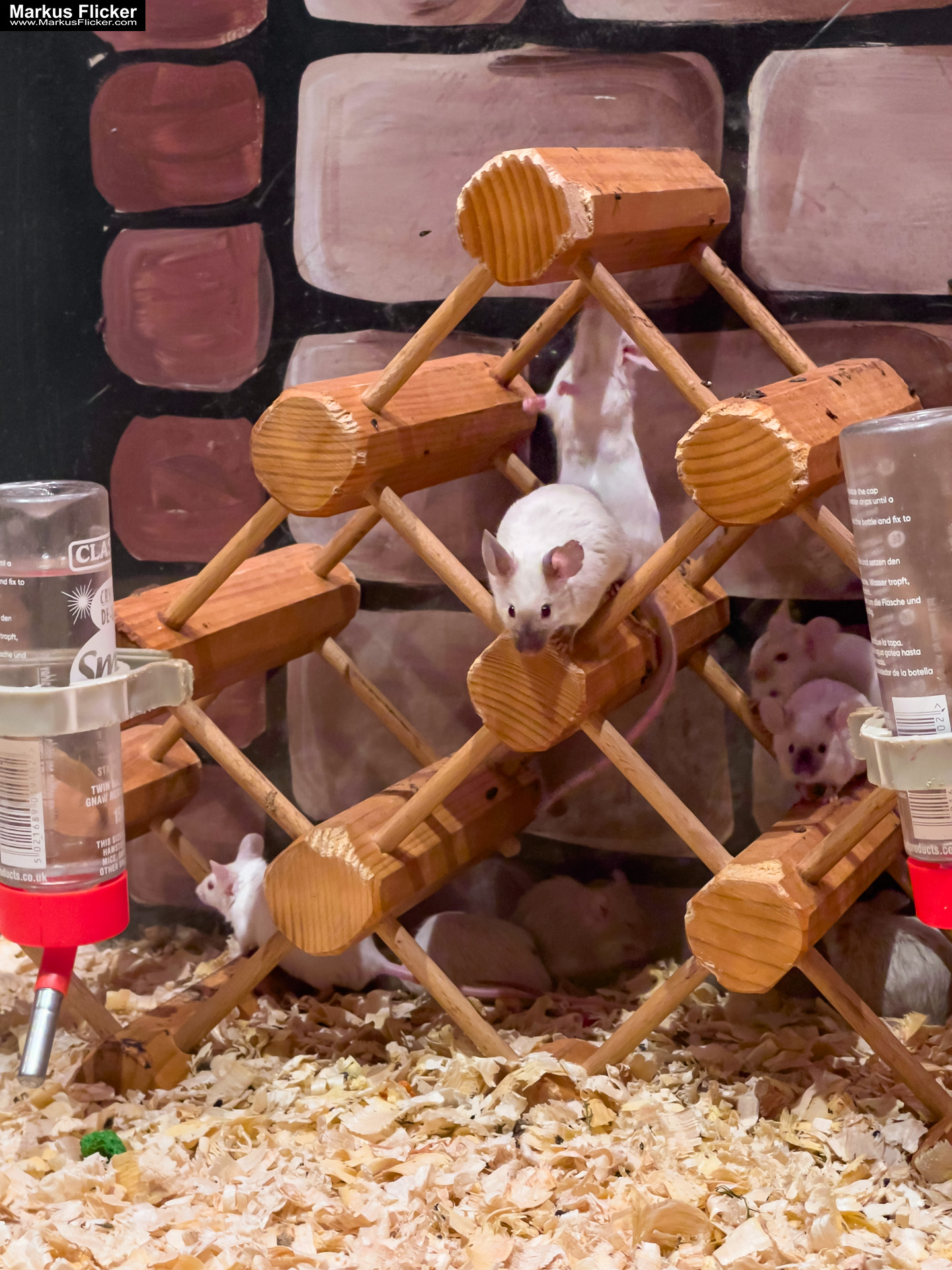 MYSZOGRÓD ZAKOPANE Skurrile Attraktion mit einer von lebenden Mäusen bevölkerten Miniaturlandschaft mit Häusern, Dörfern, Eisenbahnstrecke & Skigebiet MYSZOGRÓD ZAKOPANE Skurrile Attraktion mit einer von lebenden Mäusen bevölkerten Miniaturlandschaft mit Häusern, Dörfern, Eisenbahnstrecke & Skigebiet