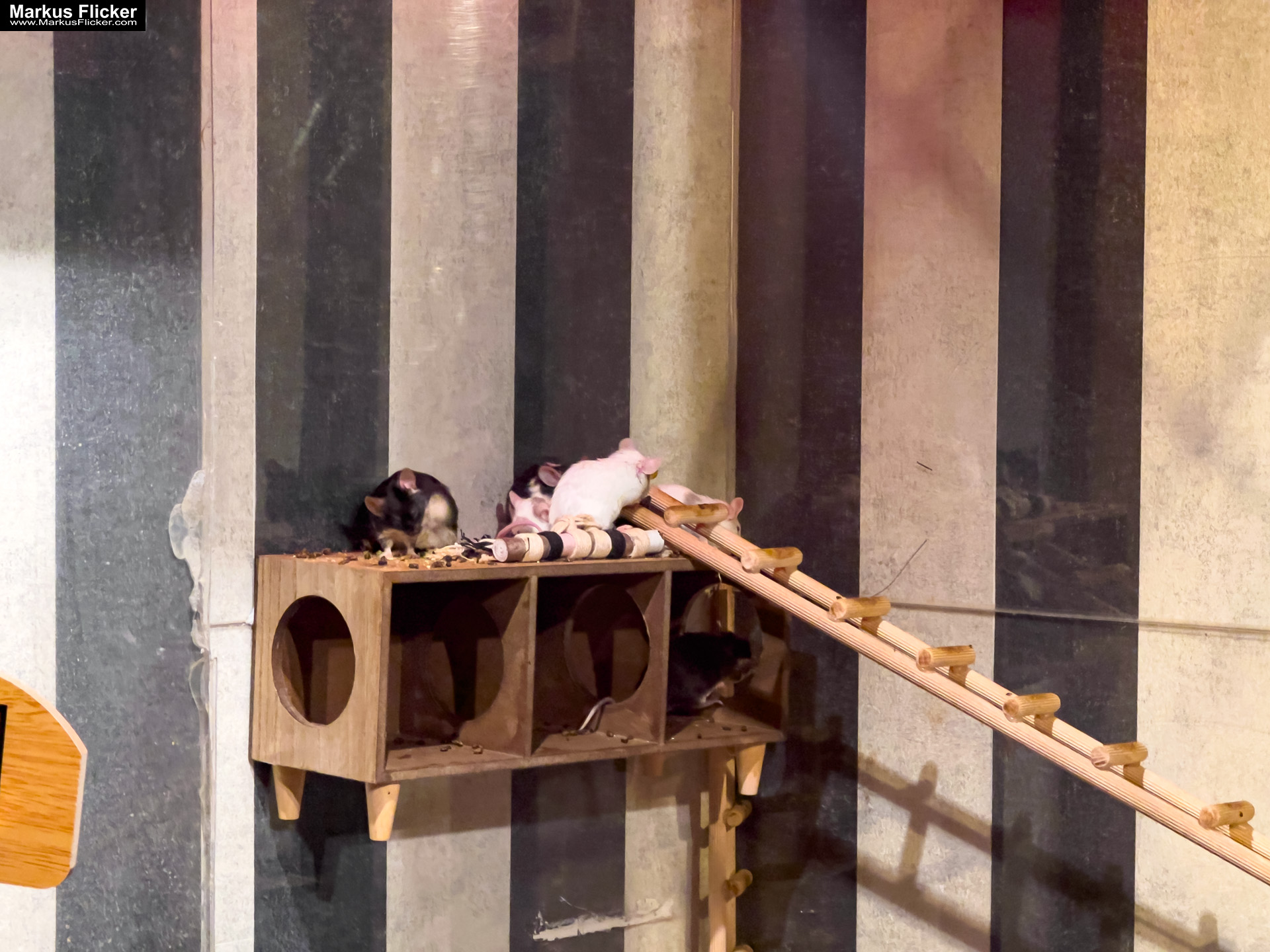 MYSZOGRÓD ZAKOPANE Skurrile Attraktion mit einer von lebenden Mäusen bevölkerten Miniaturlandschaft mit Häusern, Dörfern, Eisenbahnstrecke & Skigebiet MYSZOGRÓD ZAKOPANE Skurrile Attraktion mit einer von lebenden Mäusen bevölkerten Miniaturlandschaft mit Häusern, Dörfern, Eisenbahnstrecke & Skigebiet