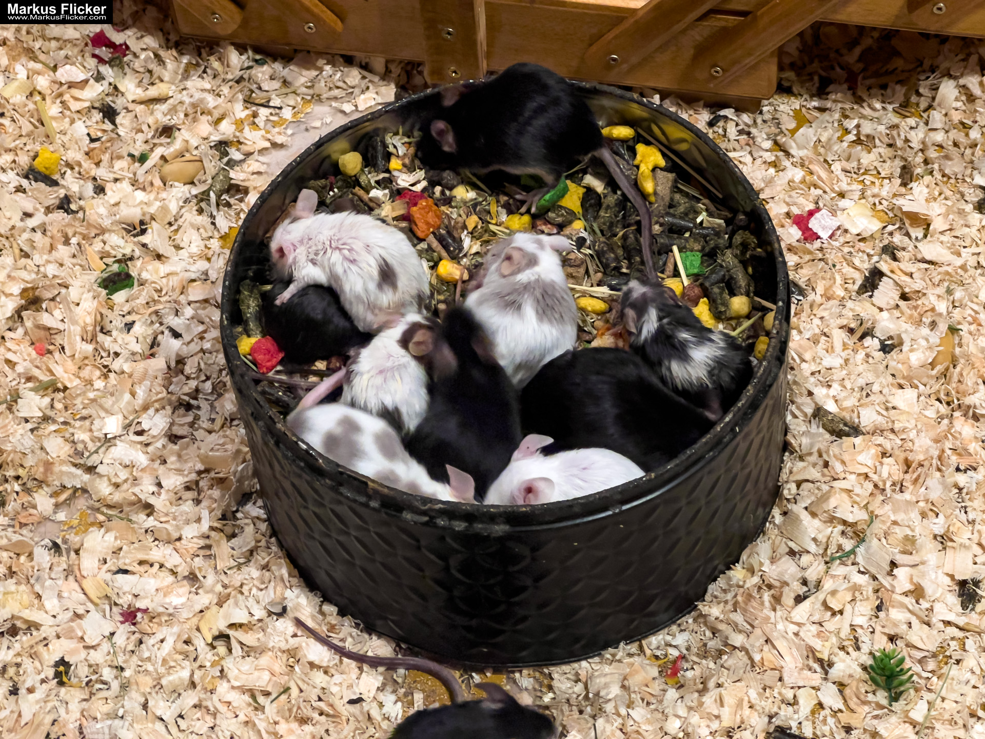 MYSZOGRÓD ZAKOPANE Skurrile Attraktion mit einer von lebenden Mäusen bevölkerten Miniaturlandschaft mit Häusern, Dörfern, Eisenbahnstrecke & Skigebiet MYSZOGRÓD ZAKOPANE Skurrile Attraktion mit einer von lebenden Mäusen bevölkerten Miniaturlandschaft mit Häusern, Dörfern, Eisenbahnstrecke & Skigebiet