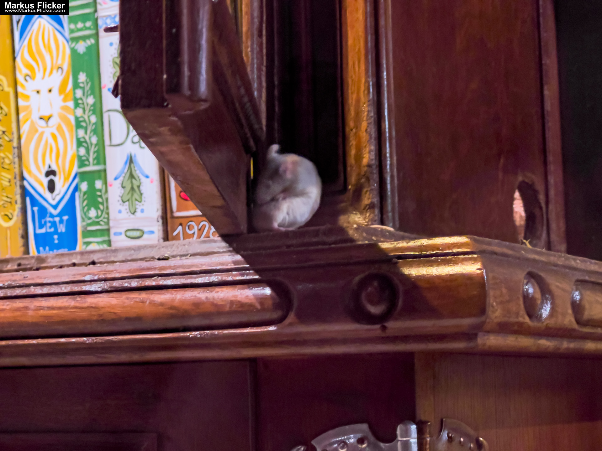 MYSZOGRÓD ZAKOPANE Skurrile Attraktion mit einer von lebenden Mäusen bevölkerten Miniaturlandschaft mit Häusern, Dörfern, Eisenbahnstrecke & Skigebiet MYSZOGRÓD ZAKOPANE Skurrile Attraktion mit einer von lebenden Mäusen bevölkerten Miniaturlandschaft mit Häusern, Dörfern, Eisenbahnstrecke & Skigebiet