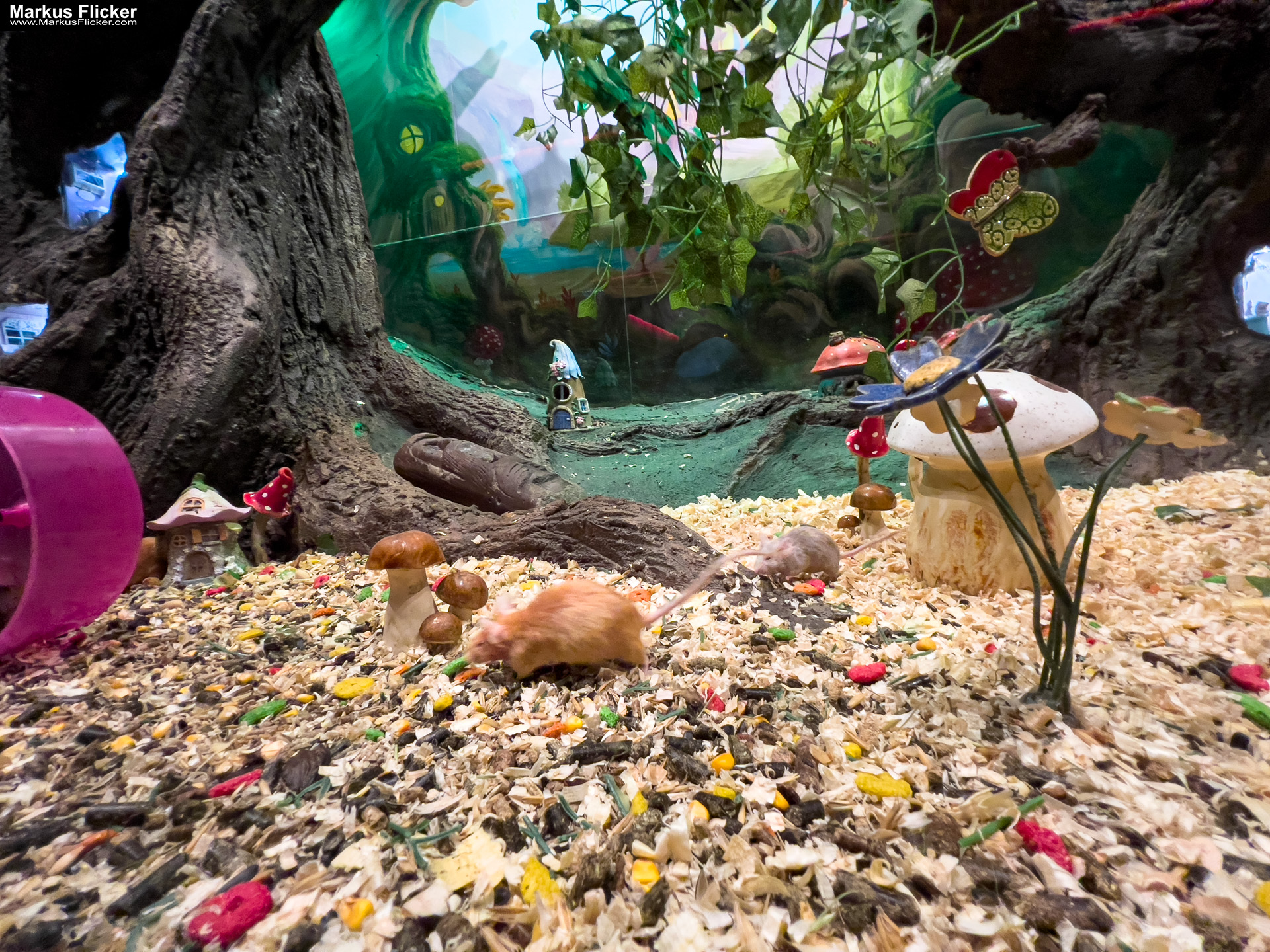 MYSZOGRÓD ZAKOPANE Skurrile Attraktion mit einer von lebenden Mäusen bevölkerten Miniaturlandschaft mit Häusern, Dörfern, Eisenbahnstrecke & Skigebiet MYSZOGRÓD ZAKOPANE Skurrile Attraktion mit einer von lebenden Mäusen bevölkerten Miniaturlandschaft mit Häusern, Dörfern, Eisenbahnstrecke & Skigebiet