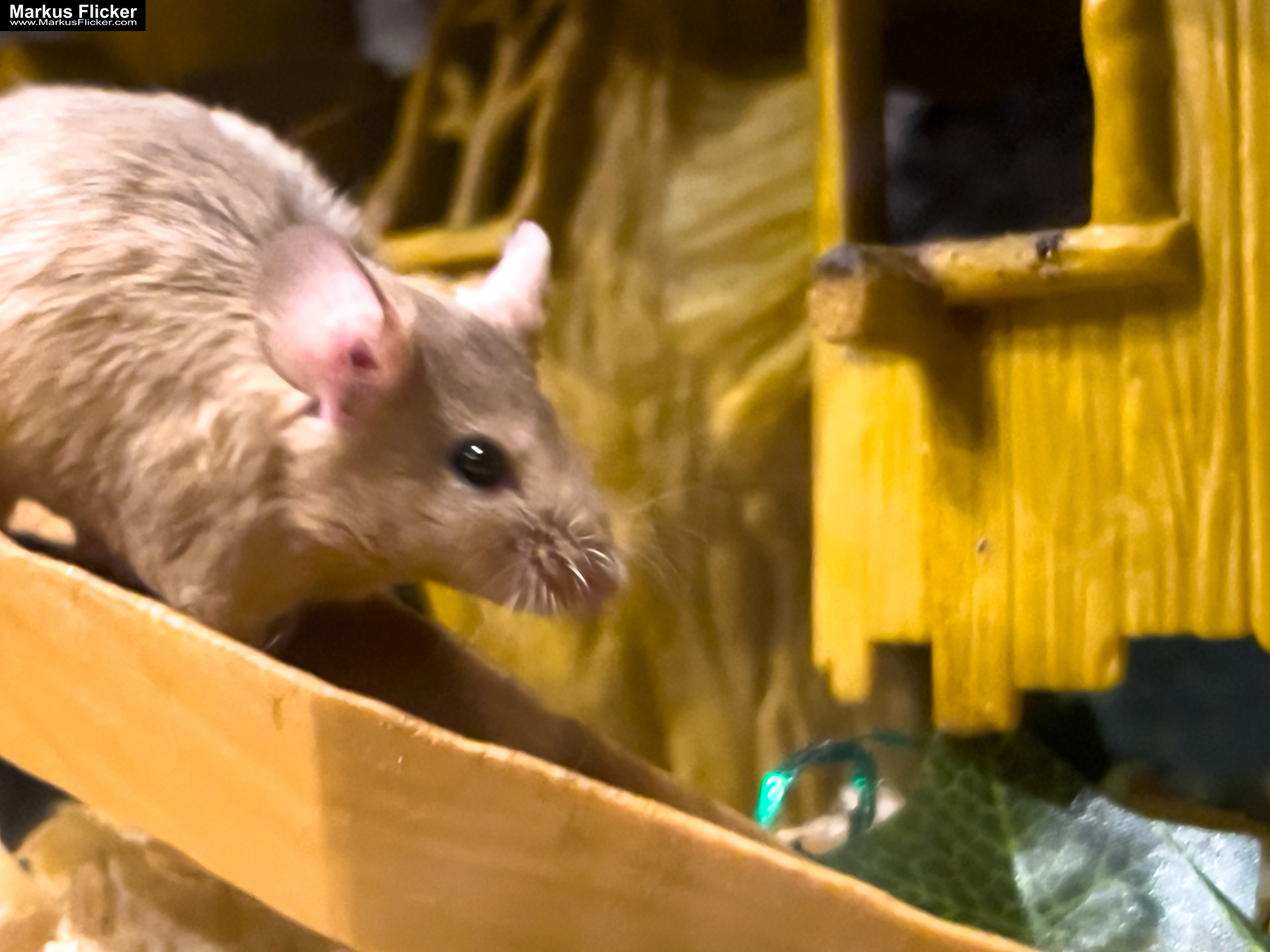 MYSZOGRÓD ZAKOPANE Skurrile Attraktion mit einer von lebenden Mäusen bevölkerten Miniaturlandschaft mit Häusern, Dörfern, Eisenbahnstrecke & Skigebiet MYSZOGRÓD ZAKOPANE Skurrile Attraktion mit einer von lebenden Mäusen bevölkerten Miniaturlandschaft mit Häusern, Dörfern, Eisenbahnstrecke & Skigebiet