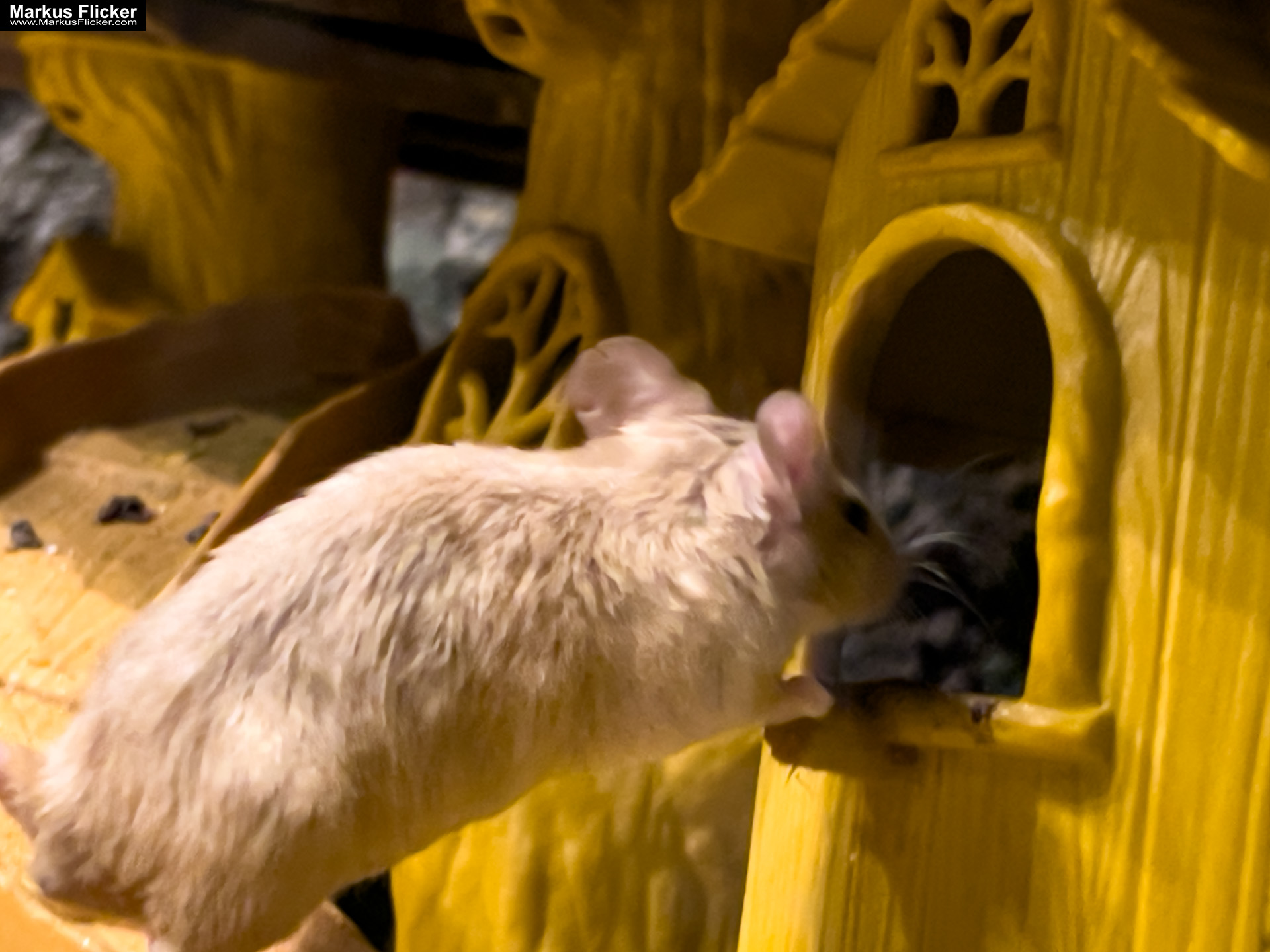 MYSZOGRÓD ZAKOPANE Skurrile Attraktion mit einer von lebenden Mäusen bevölkerten Miniaturlandschaft mit Häusern, Dörfern, Eisenbahnstrecke & Skigebiet MYSZOGRÓD ZAKOPANE Skurrile Attraktion mit einer von lebenden Mäusen bevölkerten Miniaturlandschaft mit Häusern, Dörfern, Eisenbahnstrecke & Skigebiet