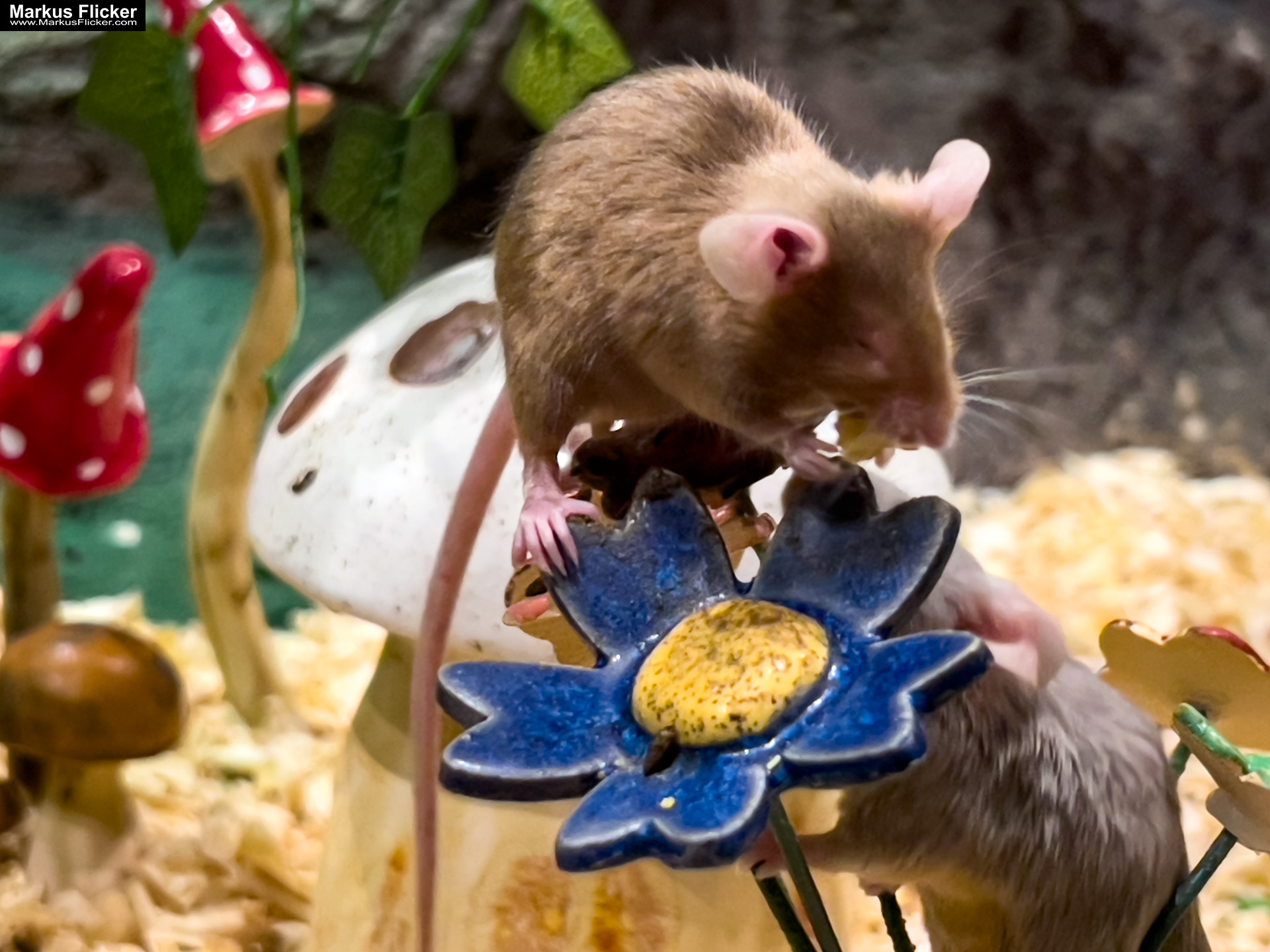 MYSZOGRÓD ZAKOPANE Skurrile Attraktion mit einer von lebenden Mäusen bevölkerten Miniaturlandschaft mit Häusern, Dörfern, Eisenbahnstrecke & Skigebiet MYSZOGRÓD ZAKOPANE Skurrile Attraktion mit einer von lebenden Mäusen bevölkerten Miniaturlandschaft mit Häusern, Dörfern, Eisenbahnstrecke & Skigebiet