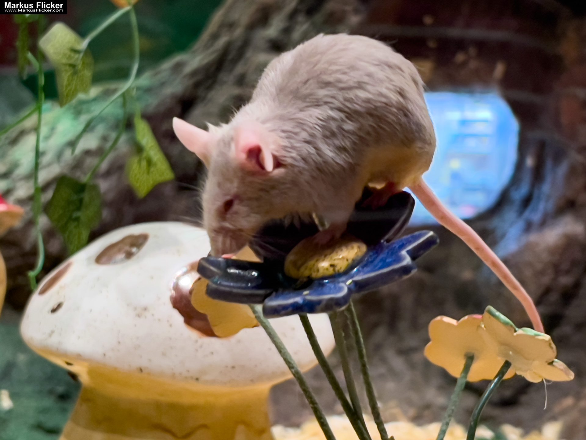 MYSZOGRÓD ZAKOPANE Skurrile Attraktion mit einer von lebenden Mäusen bevölkerten Miniaturlandschaft mit Häusern, Dörfern, Eisenbahnstrecke & Skigebiet MYSZOGRÓD ZAKOPANE Skurrile Attraktion mit einer von lebenden Mäusen bevölkerten Miniaturlandschaft mit Häusern, Dörfern, Eisenbahnstrecke & Skigebiet