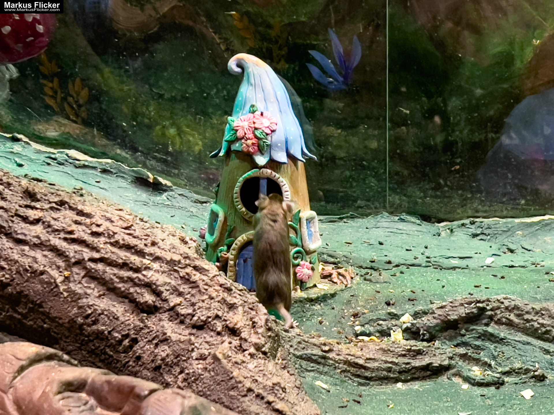 MYSZOGRÓD ZAKOPANE Skurrile Attraktion mit einer von lebenden Mäusen bevölkerten Miniaturlandschaft mit Häusern, Dörfern, Eisenbahnstrecke & Skigebiet MYSZOGRÓD ZAKOPANE Skurrile Attraktion mit einer von lebenden Mäusen bevölkerten Miniaturlandschaft mit Häusern, Dörfern, Eisenbahnstrecke & Skigebiet