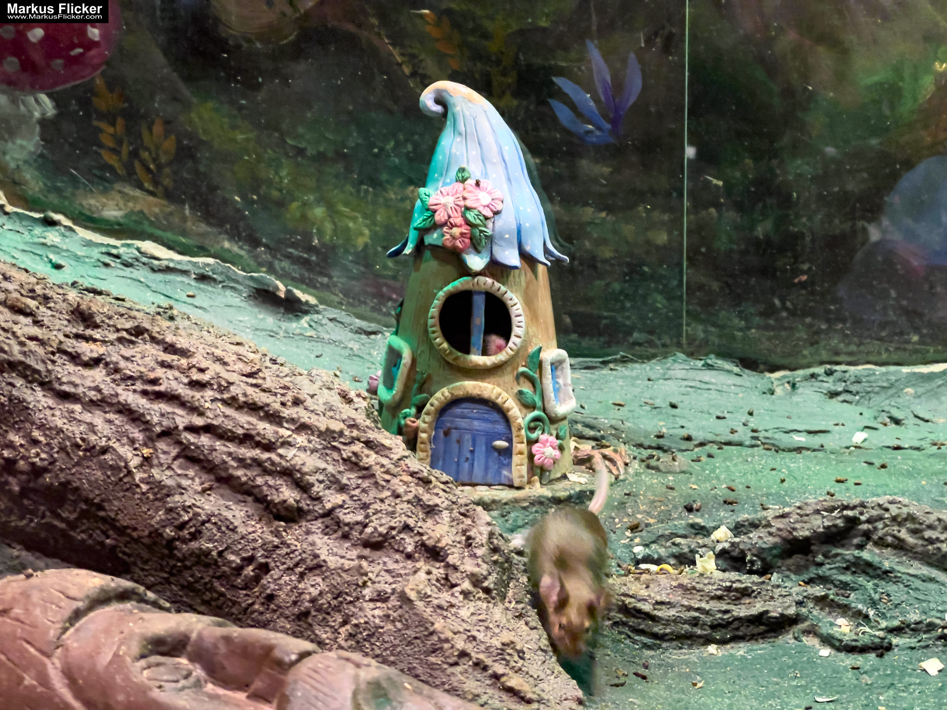 MYSZOGRÓD ZAKOPANE Skurrile Attraktion mit einer von lebenden Mäusen bevölkerten Miniaturlandschaft mit Häusern, Dörfern, Eisenbahnstrecke & Skigebiet MYSZOGRÓD ZAKOPANE Skurrile Attraktion mit einer von lebenden Mäusen bevölkerten Miniaturlandschaft mit Häusern, Dörfern, Eisenbahnstrecke & Skigebiet