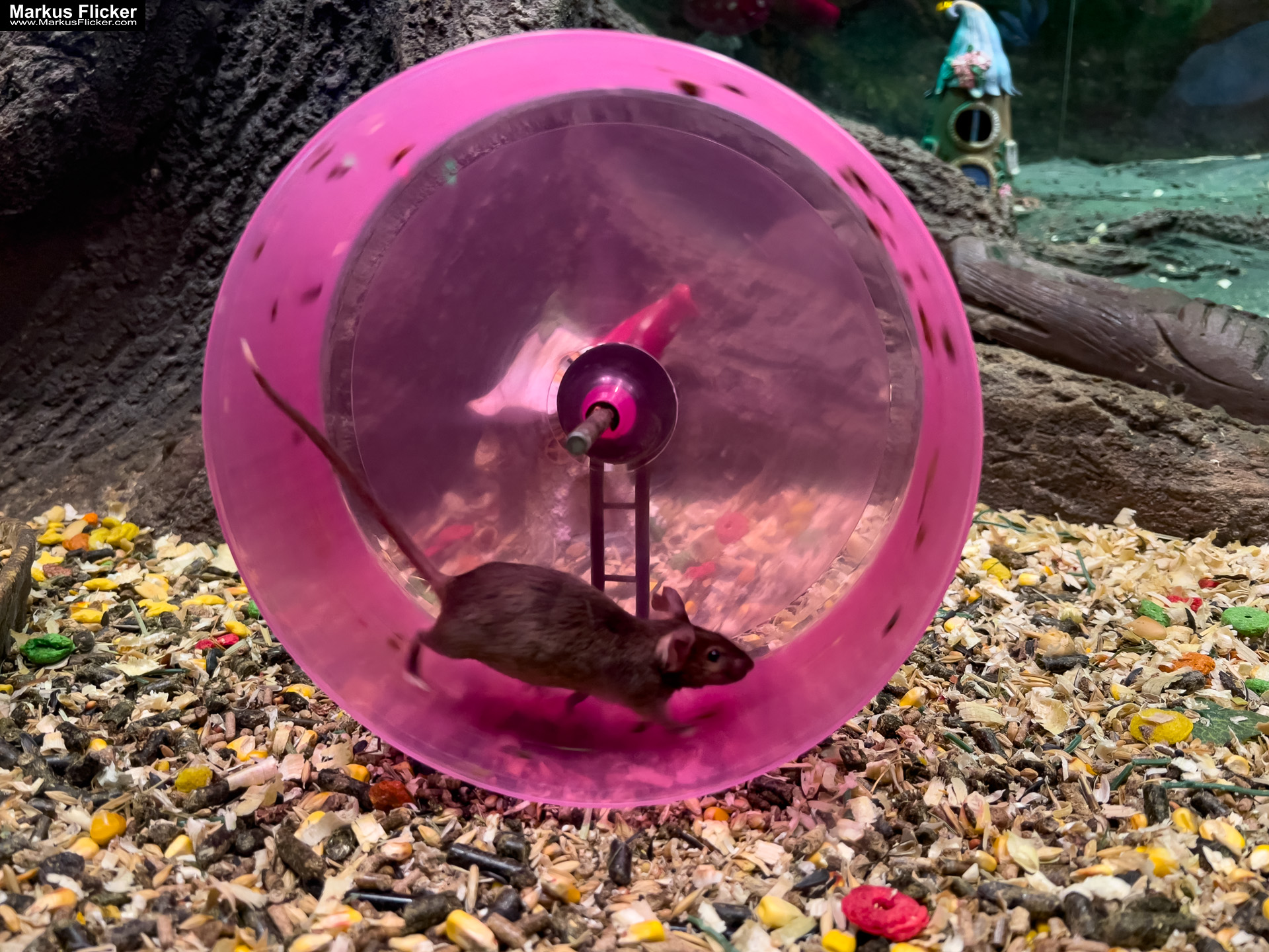 MYSZOGRÓD ZAKOPANE Skurrile Attraktion mit einer von lebenden Mäusen bevölkerten Miniaturlandschaft mit Häusern, Dörfern, Eisenbahnstrecke & Skigebiet MYSZOGRÓD ZAKOPANE Skurrile Attraktion mit einer von lebenden Mäusen bevölkerten Miniaturlandschaft mit Häusern, Dörfern, Eisenbahnstrecke & Skigebiet