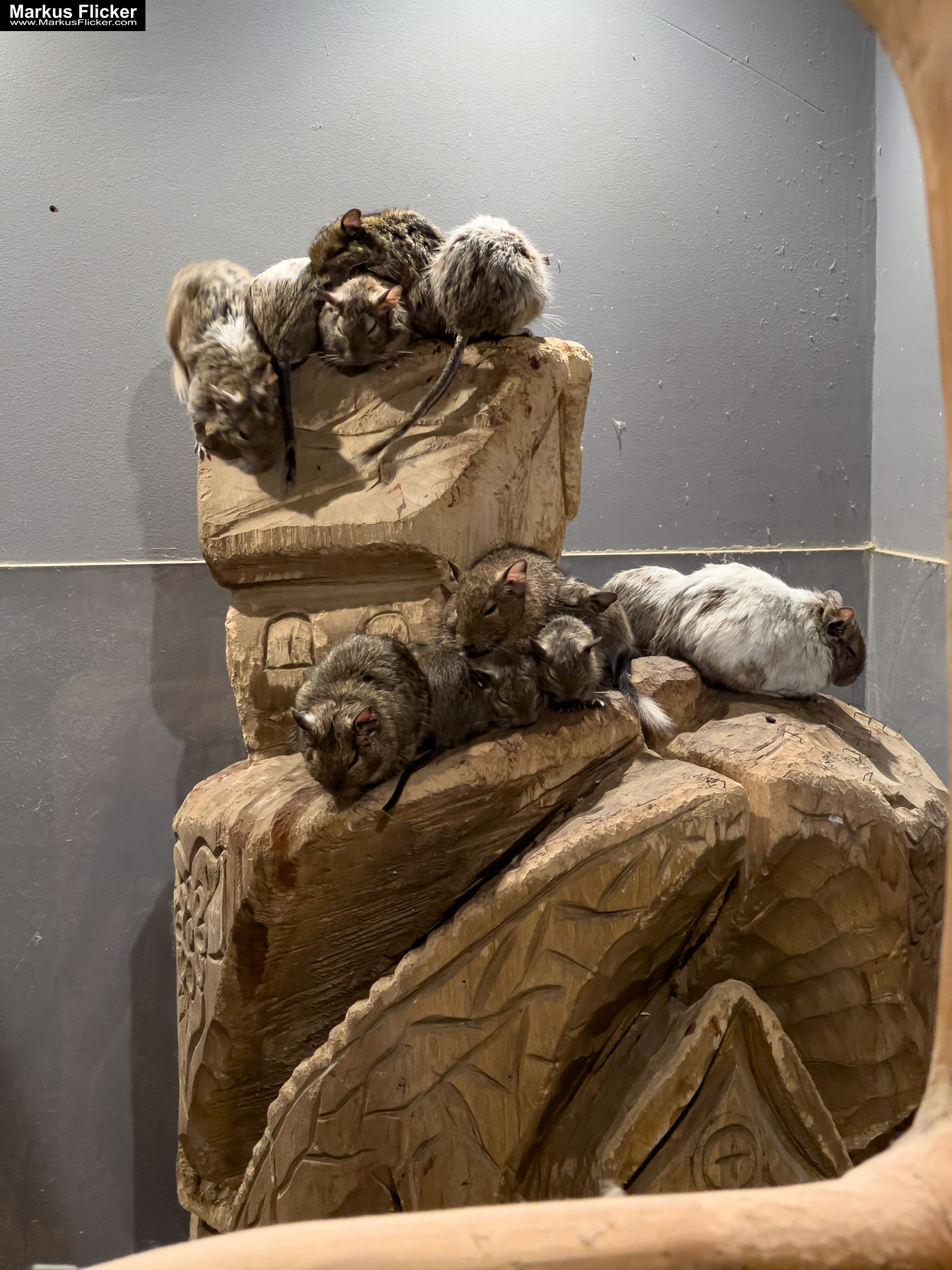 MYSZOGRÓD ZAKOPANE Skurrile Attraktion mit einer von lebenden Mäusen bevölkerten Miniaturlandschaft mit Häusern, Dörfern, Eisenbahnstrecke & Skigebiet MYSZOGRÓD ZAKOPANE Skurrile Attraktion mit einer von lebenden Mäusen bevölkerten Miniaturlandschaft mit Häusern, Dörfern, Eisenbahnstrecke & Skigebiet