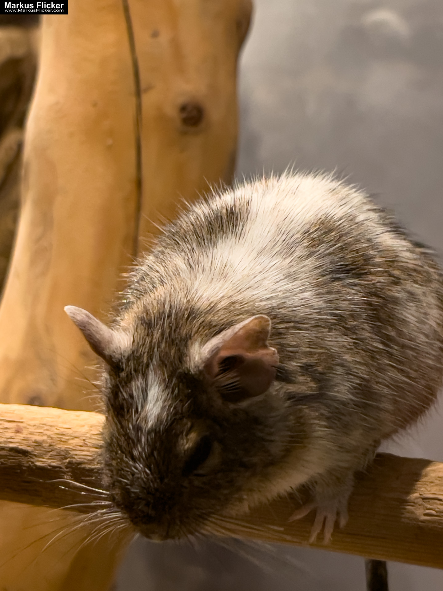 MYSZOGRÓD ZAKOPANE Skurrile Attraktion mit einer von lebenden Mäusen bevölkerten Miniaturlandschaft mit Häusern, Dörfern, Eisenbahnstrecke & Skigebiet MYSZOGRÓD ZAKOPANE Skurrile Attraktion mit einer von lebenden Mäusen bevölkerten Miniaturlandschaft mit Häusern, Dörfern, Eisenbahnstrecke & Skigebiet