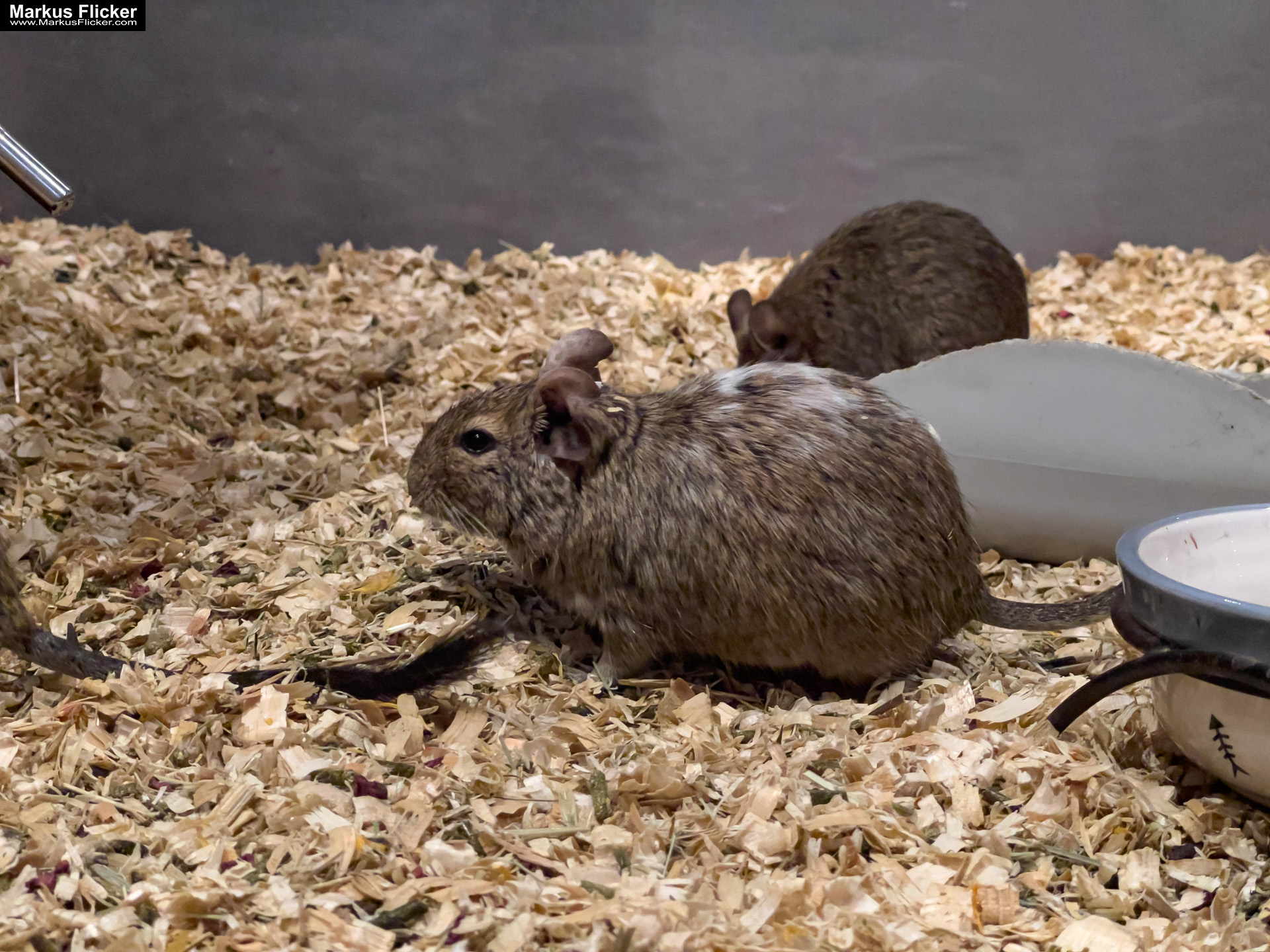 MYSZOGRÓD ZAKOPANE Skurrile Attraktion mit einer von lebenden Mäusen bevölkerten Miniaturlandschaft mit Häusern, Dörfern, Eisenbahnstrecke & Skigebiet MYSZOGRÓD ZAKOPANE Skurrile Attraktion mit einer von lebenden Mäusen bevölkerten Miniaturlandschaft mit Häusern, Dörfern, Eisenbahnstrecke & Skigebiet