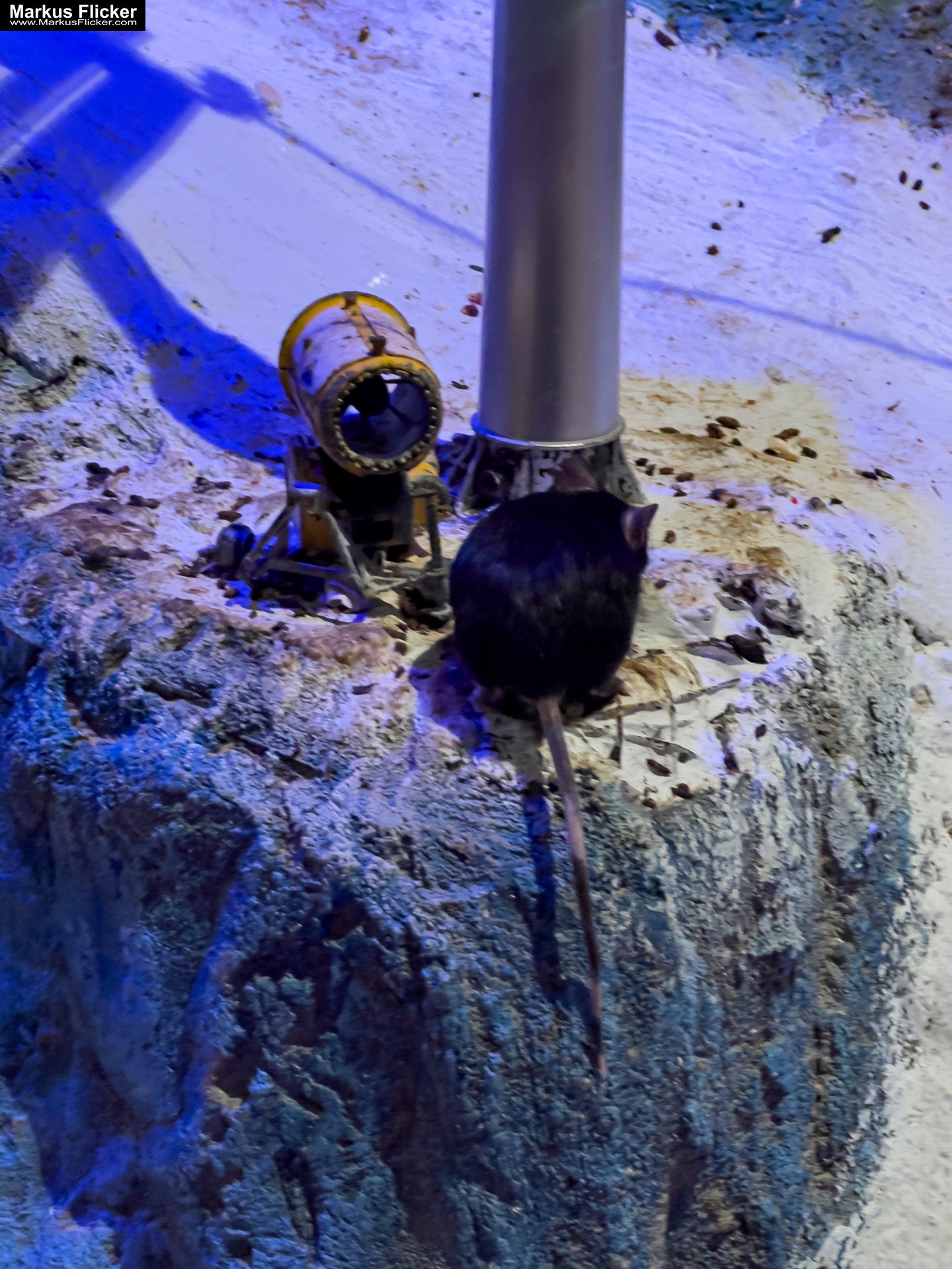 MYSZOGRÓD ZAKOPANE Skurrile Attraktion mit einer von lebenden Mäusen bevölkerten Miniaturlandschaft mit Häusern, Dörfern, Eisenbahnstrecke & Skigebiet MYSZOGRÓD ZAKOPANE Skurrile Attraktion mit einer von lebenden Mäusen bevölkerten Miniaturlandschaft mit Häusern, Dörfern, Eisenbahnstrecke & Skigebiet