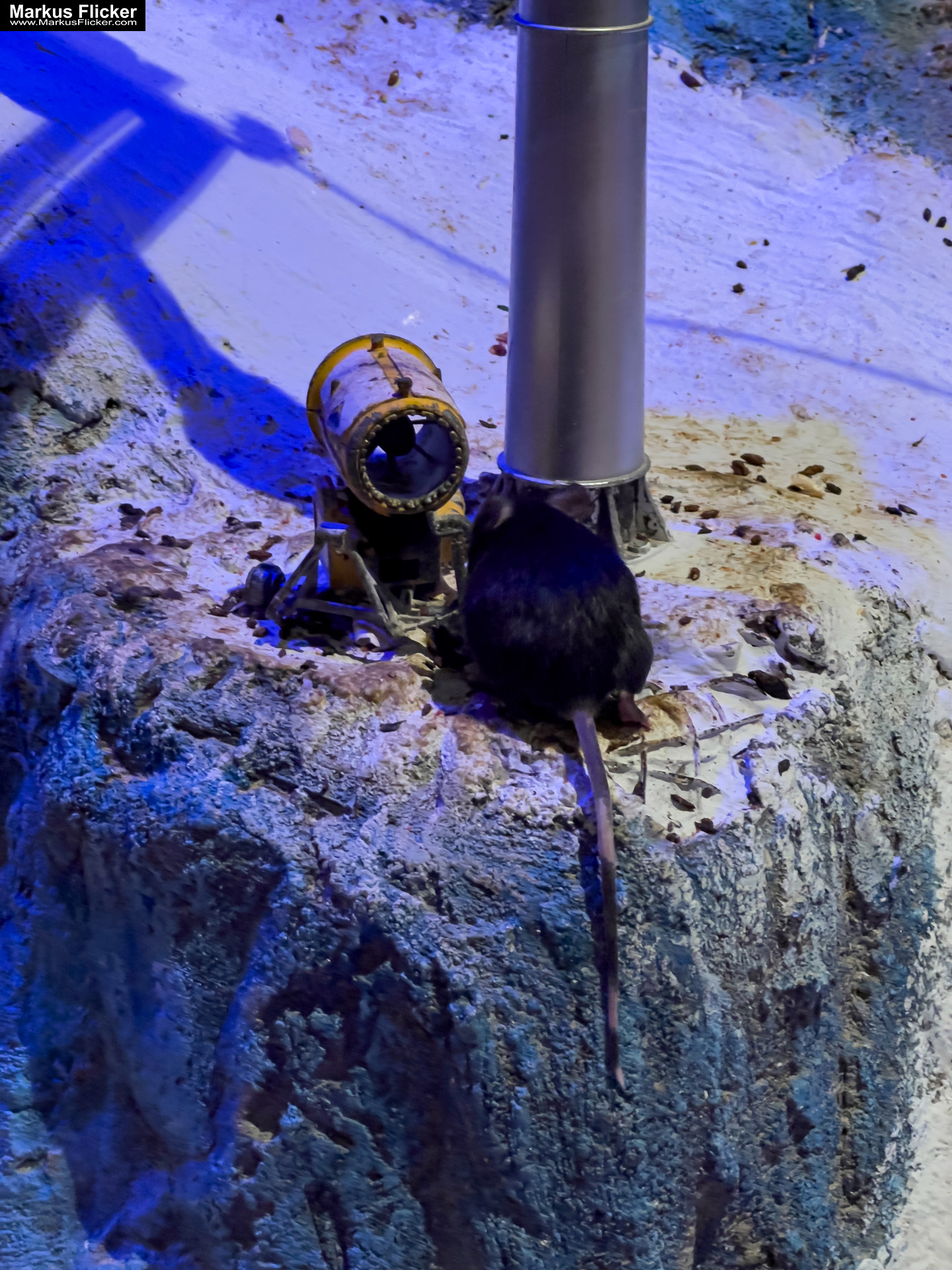 MYSZOGRÓD ZAKOPANE Skurrile Attraktion mit einer von lebenden Mäusen bevölkerten Miniaturlandschaft mit Häusern, Dörfern, Eisenbahnstrecke & Skigebiet MYSZOGRÓD ZAKOPANE Skurrile Attraktion mit einer von lebenden Mäusen bevölkerten Miniaturlandschaft mit Häusern, Dörfern, Eisenbahnstrecke & Skigebiet