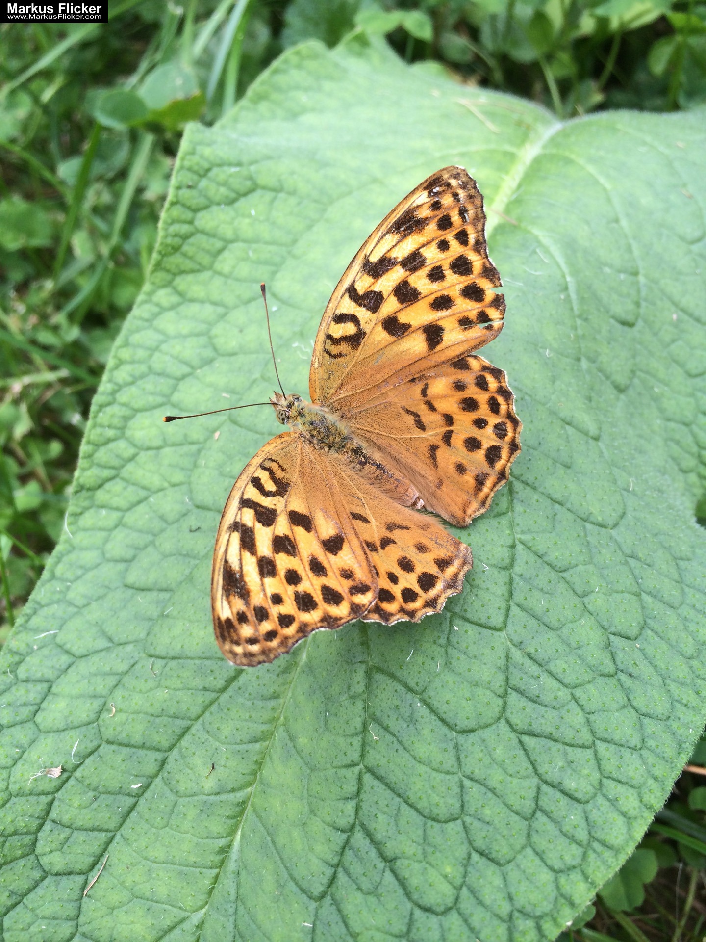Totenkopfschwärmer und Schmetterlinge und Libellen fotografieren in der Natur mit dem Smartphone. Fotografieren und Filmen mit dem Smartphone: Bessere Fotos und Videos mit dem Handy für Freizeit, Hobby und Business
