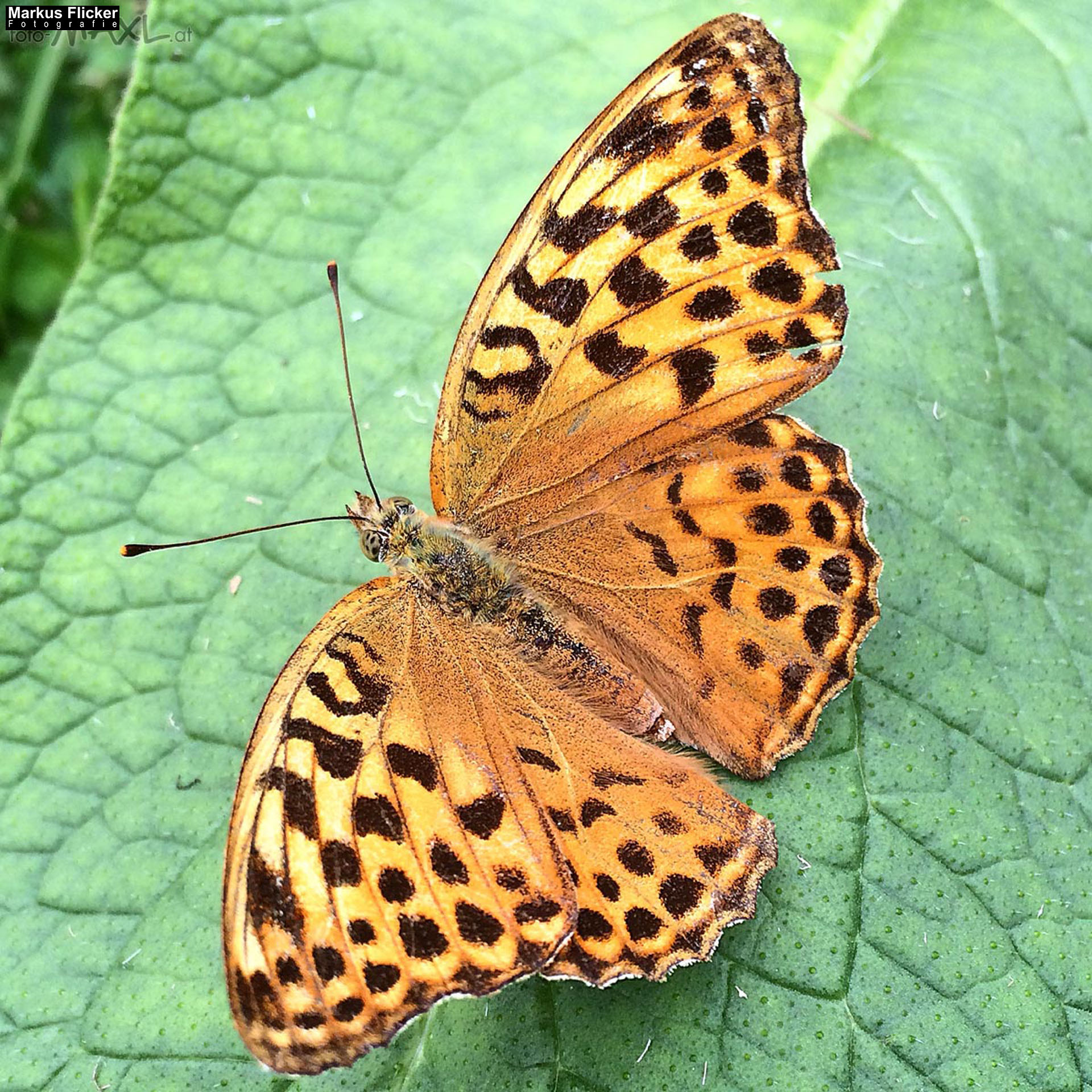 Totenkopfschwärmer und Schmetterlinge und Libellen fotografieren in der Natur mit dem Smartphone. Fotografieren und Filmen mit dem Smartphone: Bessere Fotos und Videos mit dem Handy für Freizeit, Hobby und Business