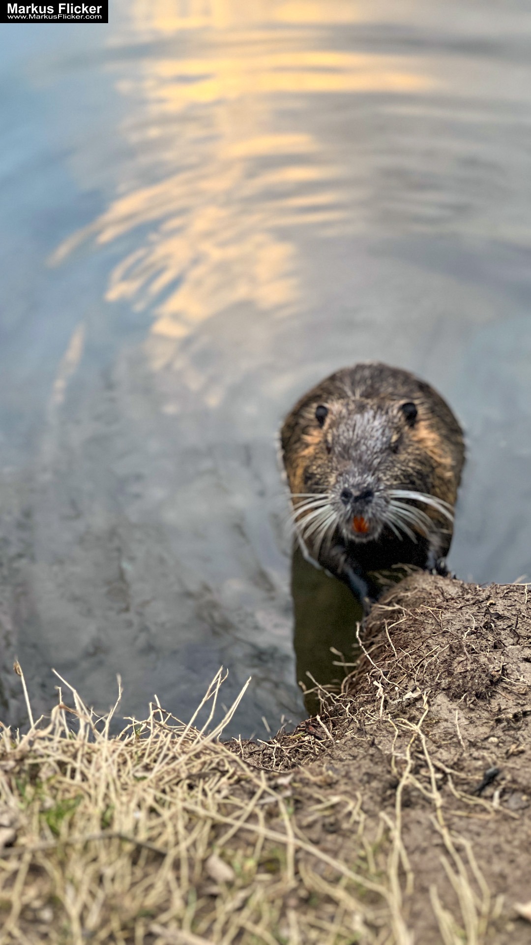 Quicktipp Tierfotografie: Fresse halten und Ruhe bewahren ;) Leise sein statt Mega Tele Objektiv / Nutria am Fluss / Naturfotografie Landschaftsfotografie. Fotografieren und Filmen mit dem Smartphone: Bessere Fotos und Videos mit dem Handy für Freizeit, Hobby und Business Quicktipp Tierfotografie: Fresse halten und Ruhe bewahren ;) Leise sein statt Mega Tele Objektiv / Nutria am Fluss / Naturfotografie Landschaftsfotografie. Fotografieren und Filmen mit dem Smartphone: Bessere Fotos und Videos mit dem Handy für Freizeit, Hobby und Business