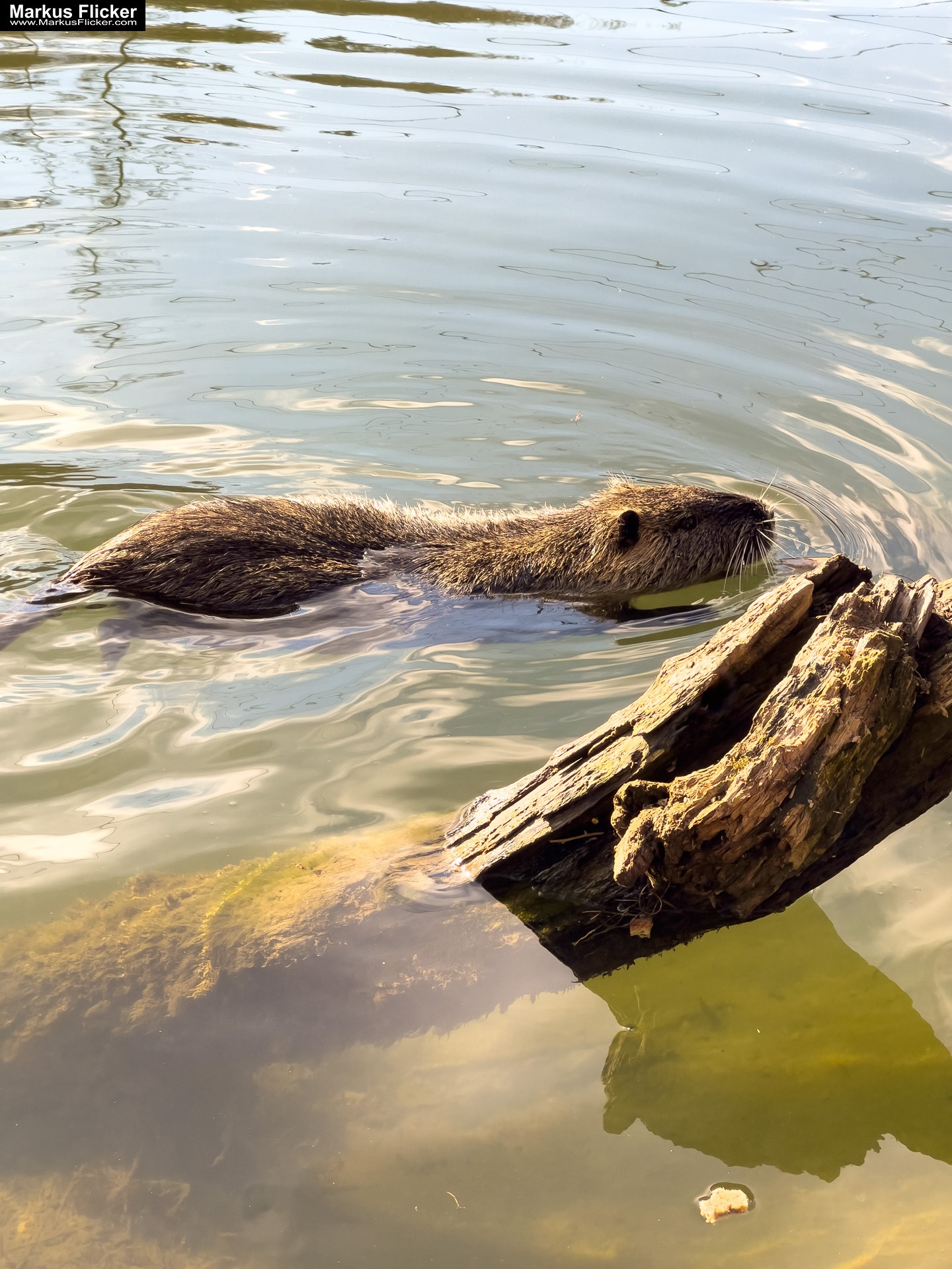 Quicktipp Tierfotografie: Fresse halten und Ruhe bewahren ;) Leise sein statt Mega Tele Objektiv / Nutria am Fluss / Naturfotografie Landschaftsfotografie. Fotografieren und Filmen mit dem Smartphone: Bessere Fotos und Videos mit dem Handy für Freizeit, Hobby und Business Quicktipp Tierfotografie: Fresse halten und Ruhe bewahren ;) Leise sein statt Mega Tele Objektiv / Nutria am Fluss / Naturfotografie Landschaftsfotografie. Fotografieren und Filmen mit dem Smartphone: Bessere Fotos und Videos mit dem Handy für Freizeit, Hobby und Business