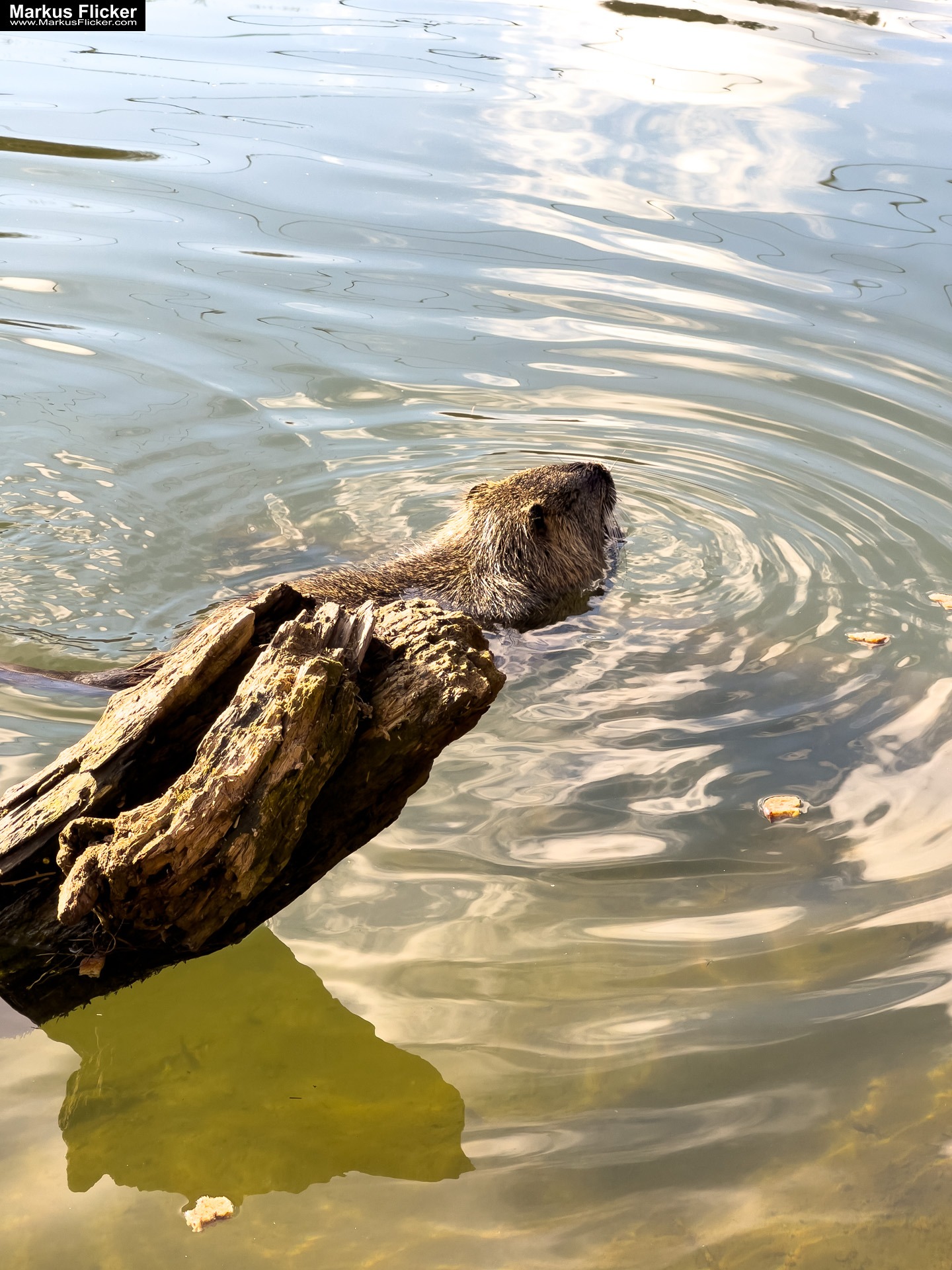 Quicktipp Tierfotografie: Fresse halten und Ruhe bewahren ;) Leise sein statt Mega Tele Objektiv / Nutria am Fluss / Naturfotografie Landschaftsfotografie. Fotografieren und Filmen mit dem Smartphone: Bessere Fotos und Videos mit dem Handy für Freizeit, Hobby und Business Quicktipp Tierfotografie: Fresse halten und Ruhe bewahren ;) Leise sein statt Mega Tele Objektiv / Nutria am Fluss / Naturfotografie Landschaftsfotografie. Fotografieren und Filmen mit dem Smartphone: Bessere Fotos und Videos mit dem Handy für Freizeit, Hobby und Business