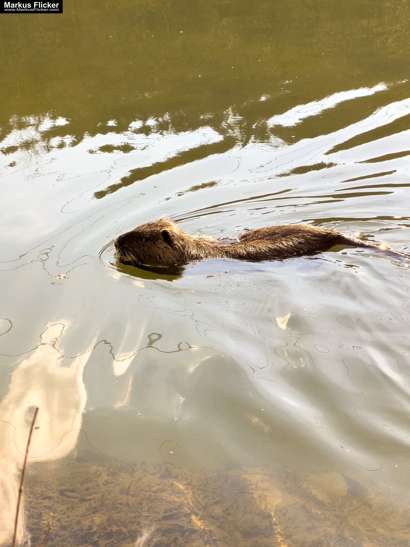 Quicktipp Tierfotografie: Fresse halten und Ruhe bewahren ;) Leise sein statt Mega Tele Objektiv / Nutria am Fluss / Naturfotografie Landschaftsfotografie. Fotografieren und Filmen mit dem Smartphone: Bessere Fotos und Videos mit dem Handy für Freizeit, Hobby und Business Quicktipp Tierfotografie: Fresse halten und Ruhe bewahren ;) Leise sein statt Mega Tele Objektiv / Nutria am Fluss / Naturfotografie Landschaftsfotografie. Fotografieren und Filmen mit dem Smartphone: Bessere Fotos und Videos mit dem Handy für Freizeit, Hobby und Business