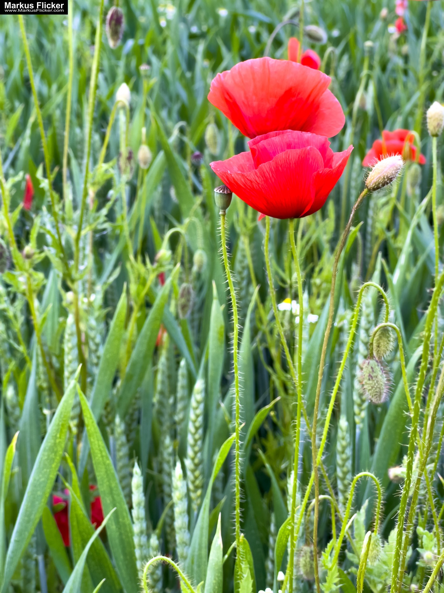 Mohn und Blumen im Getreidefeld fotografieren mit dem Smartphone. Das Handy für Naturfotos passend zur jeweiligen Jahreszeit inkl. 37 Fototipps und Bildideen Mohn und Blumen im Getreidefeld fotografieren mit dem Smartphone. Das Handy für Naturfotos passend zur jeweiligen Jahreszeit
