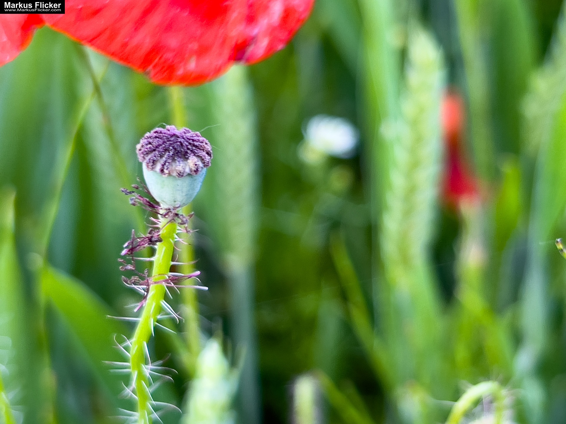 Mohn und Blumen im Getreidefeld fotografieren mit dem Smartphone. Das Handy für Naturfotos passend zur jeweiligen Jahreszeit inkl. 37 Fototipps und Bildideen Mohn und Blumen im Getreidefeld fotografieren mit dem Smartphone. Das Handy für Naturfotos passend zur jeweiligen Jahreszeit