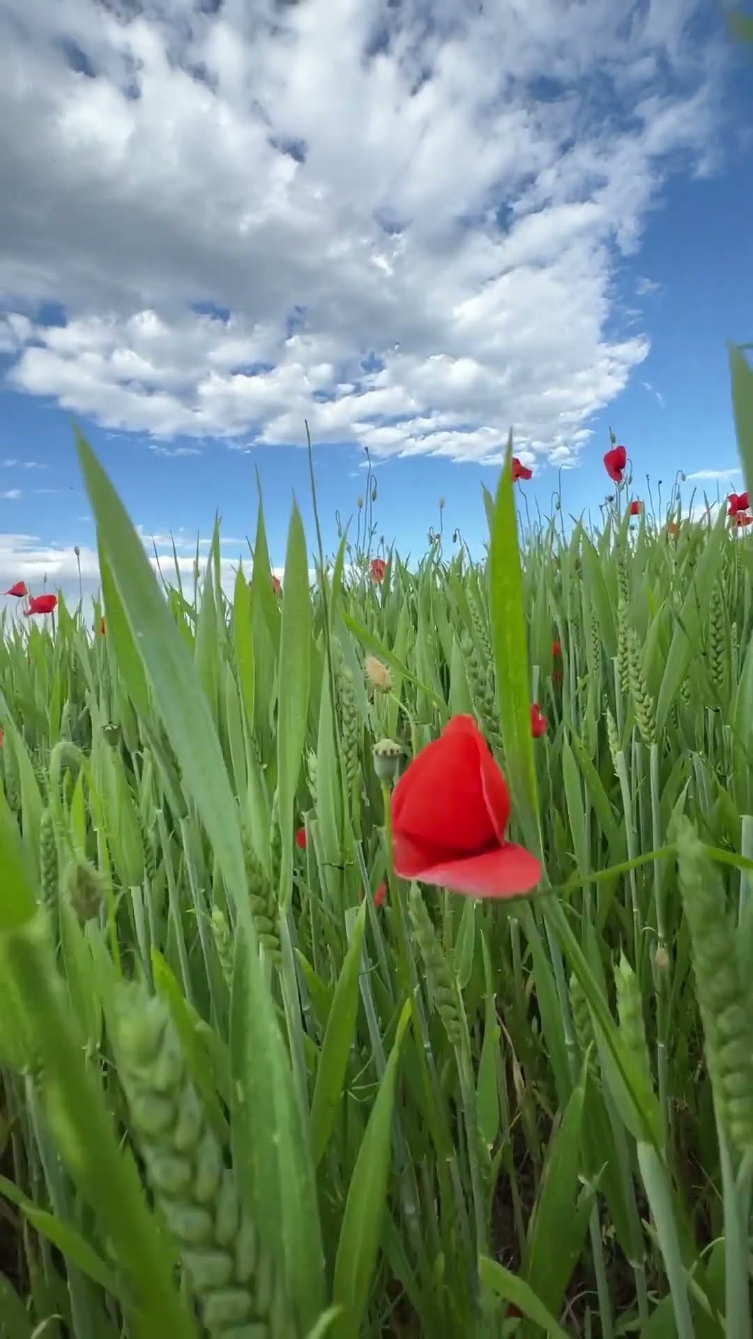 Mohn und Blumen im Getreidefeld fotografieren mit dem Smartphone. Das Handy für Naturfotos passend zur jeweiligen Jahreszeit inkl. 37 Fototipps und Bildideen Mohn und Blumen im Getreidefeld fotografieren mit dem Smartphone. Das Handy für Naturfotos passend zur jeweiligen Jahreszeit inkl. 37 Fototipps und Bildideen