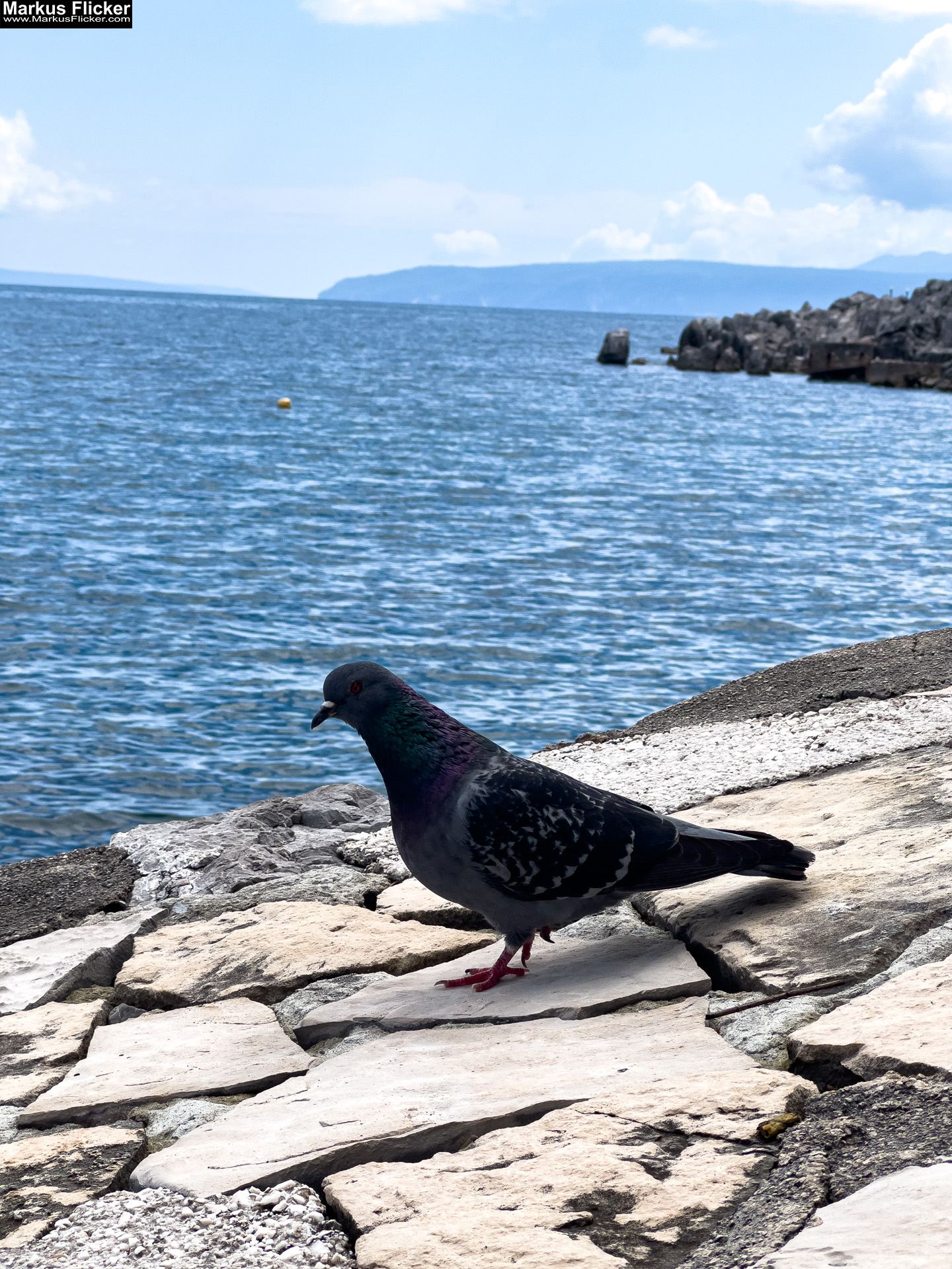 Lovran Ufer Küste Primorje-Gorski kotar Lorbeer Istrien Kroatien Adria #visitcroatia #visitlovran Lovran Ufer Küste Primorje-Gorski kotar Lorbeer Istrien Kroatien Adria #visitcroatia #visitlovran