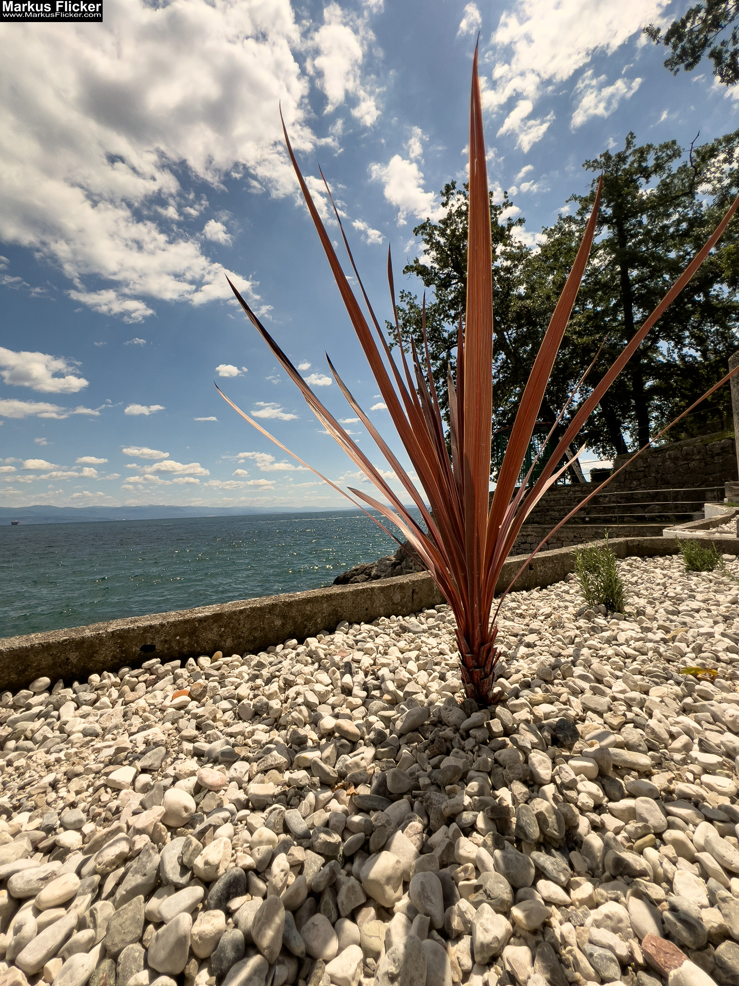 Lovran Ufer Küste Primorje-Gorski kotar Lorbeer Istrien Kroatien Adria #visitcroatia #visitlovran Lungomare Promenade Lovran Ufer Küste Primorje-Gorski kotar Lorbeer Istrien Kroatien Adria #visitcroatia #visitlovran