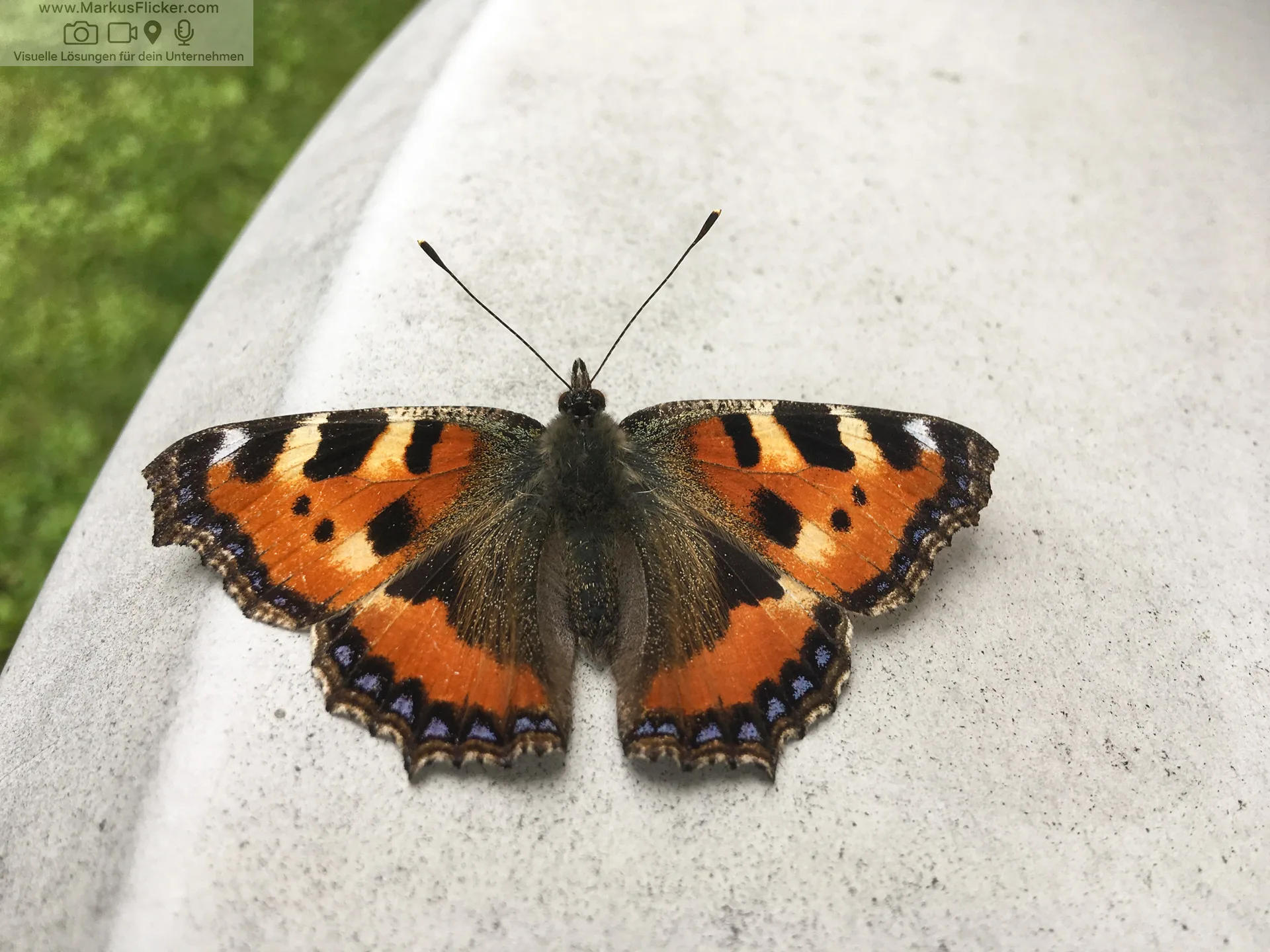 Makrofotografie: Nahaufnahmen, Schärfe, Belichtung. Frühling, Sommer, Herbst und Winter inkl. 37 Tipps & Tricks Makrofotografie: Nahaufnahmen, Schärfe, Belichtung. Frühling, Sommer, Herbst und Winter