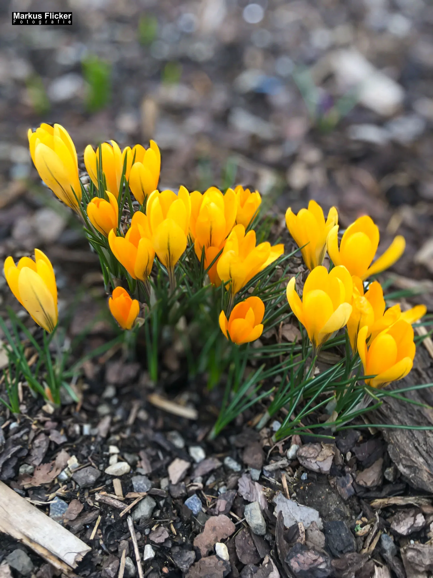 Fotografieren und Filmen im Frühling kreative Fotos und Videos. Fotografieren und Filmen mit dem Smartphone: Bessere Fotos und Videos mit dem Handy für Freizeit, Hobby und Business Fotografieren und Filmen im Frühling kreative Fotos und Videos. Fotografieren und Filmen mit dem Smartphone: Bessere Fotos und Videos mit dem Handy für Freizeit, Hobby und Business