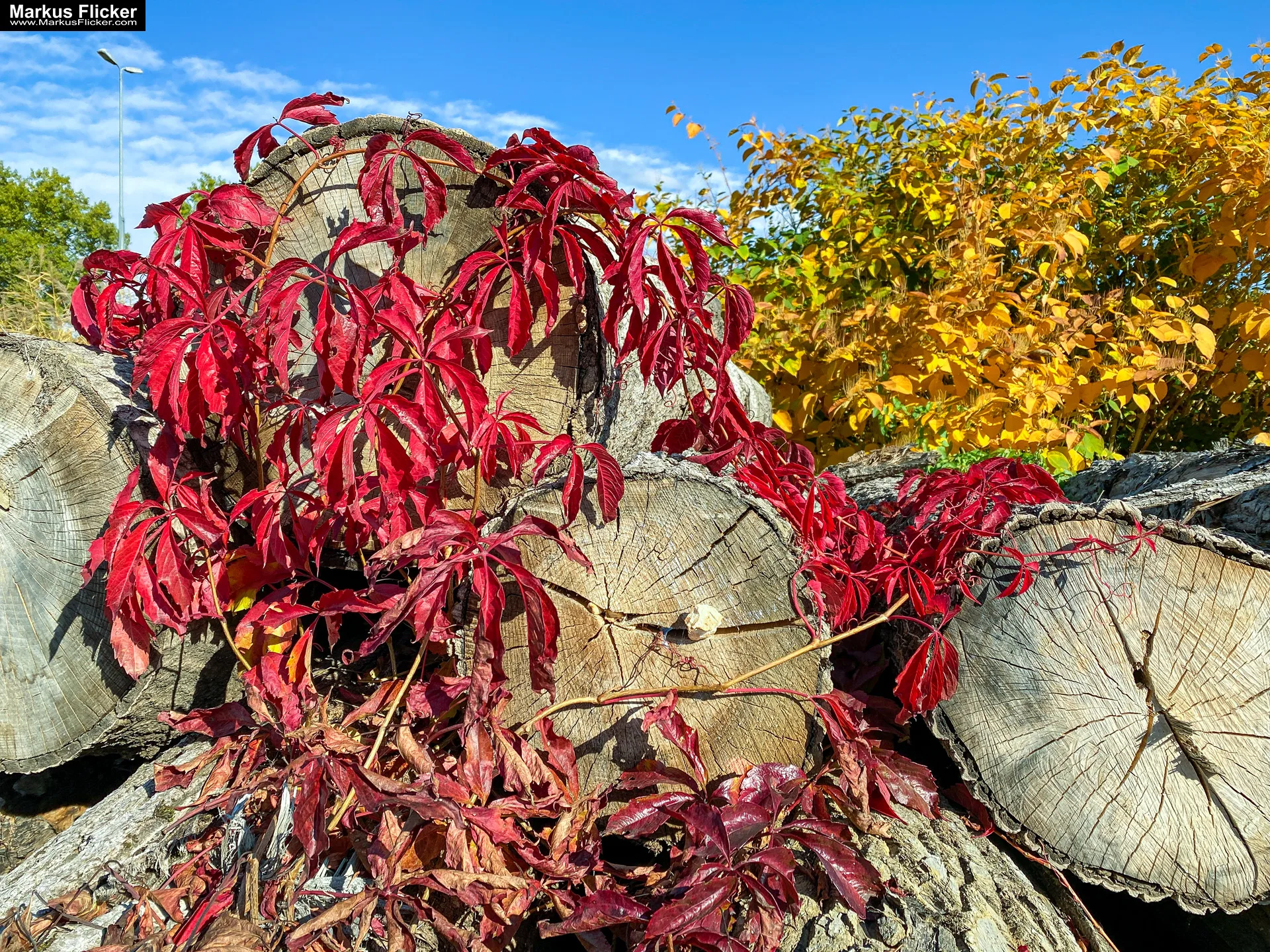 Herbstzauber im Taschenformat: Wie du mit dem Smartphone die goldene Jahreszeit einfängst. Blätter, Licht und Spiegelungen: Kreative Fotoideen für deinen Herbstspaziergang