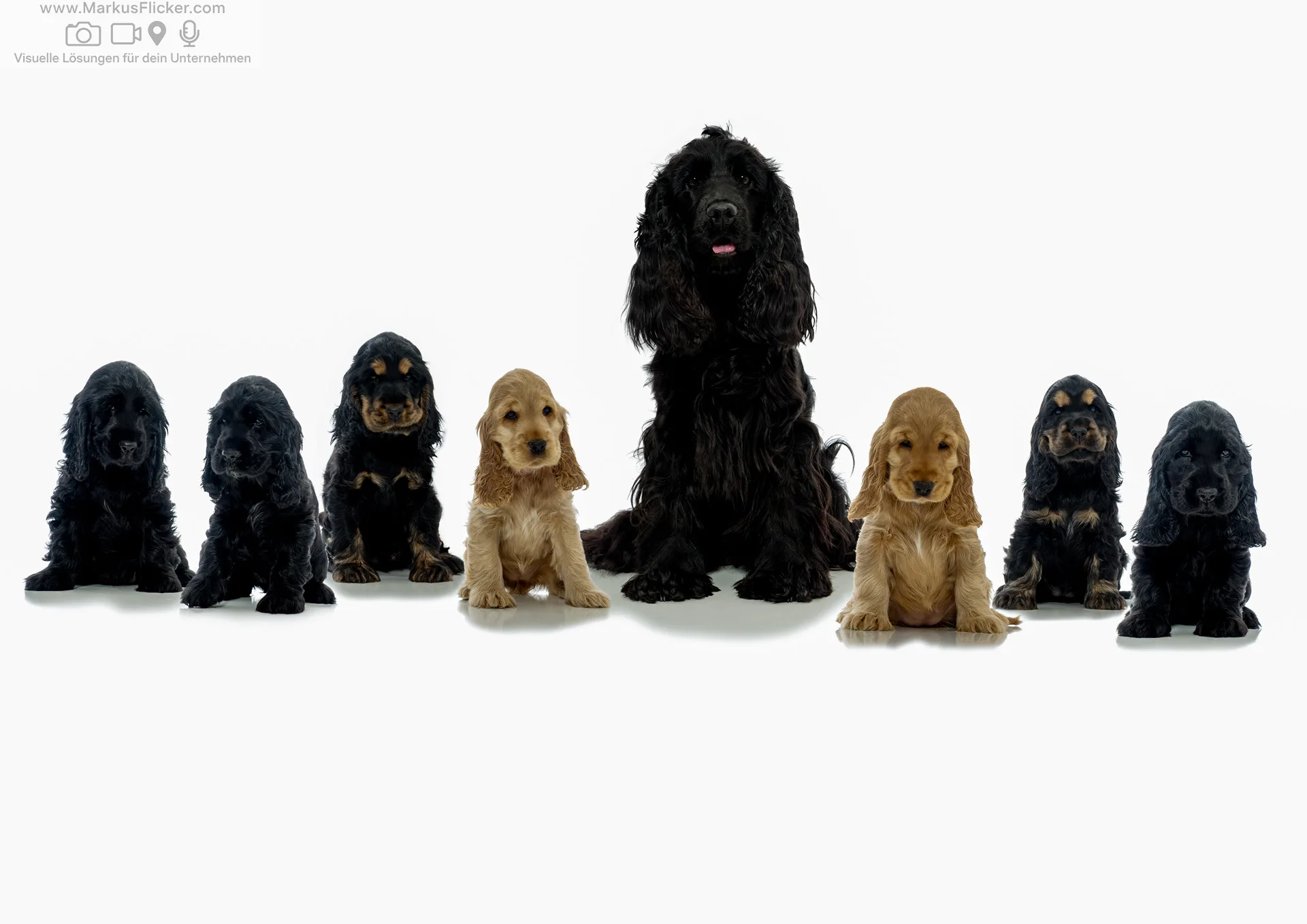 Tierporträts fotografieren: Verhalten, Augenkontakt und Lichtsetzung als Schlüssel zu ausdrucksstarken Bildern