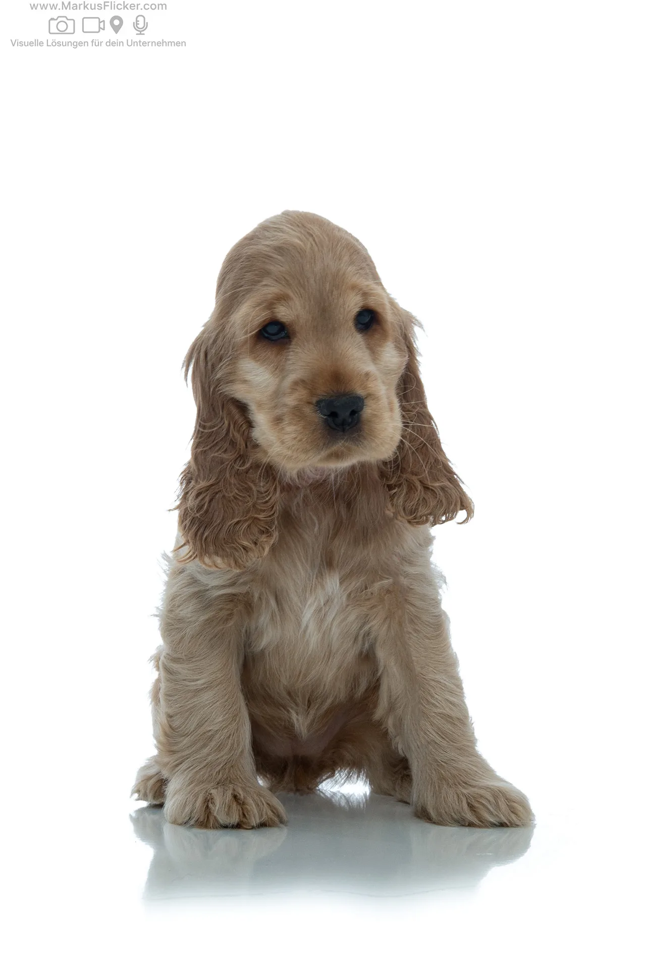 Haustier filmen wie ein Profi mit dem iPhone Pro Max – Dein kompletter Guide für emotionale, brillante Videos