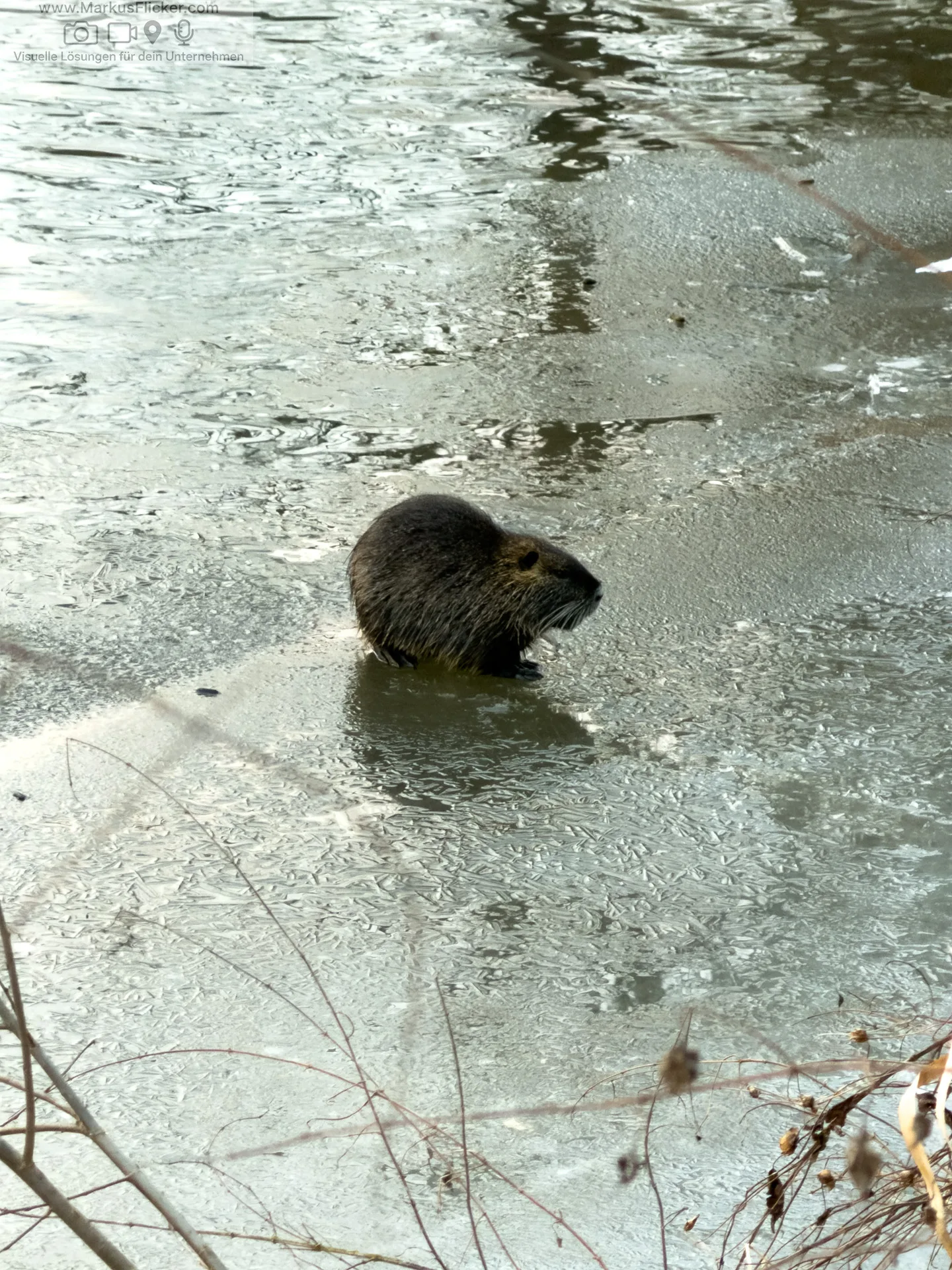 Eis Trifft Wasser – Winterfotografie mit dem Smartphone an der Gliederwehr in Gleisdorf Eis Trifft Wasser – Winterfotografie mit dem Smartphone an der Gliederwehr in Gleisdorf